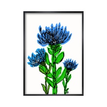 Blue Cornflower