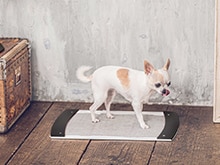 犬用品の通販｜ミラタップ（旧サンワカンパニー）