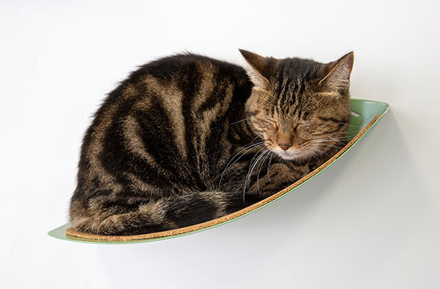 NeconoMa Leaf画像02