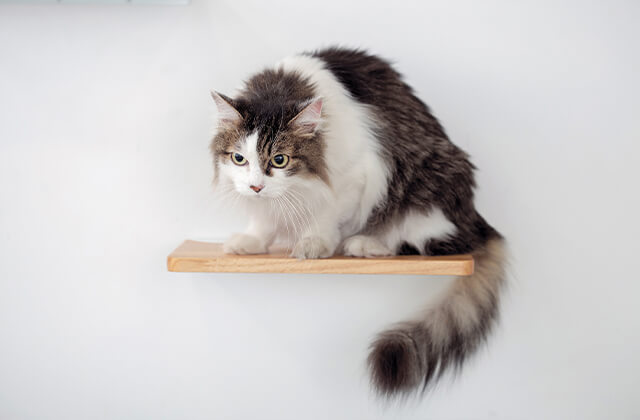 NeconoMa Step木製画像