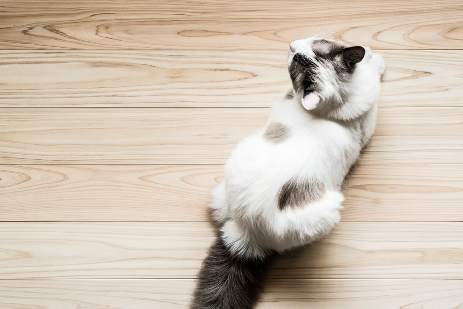 動物,犬,猫,しつけ,飼い方,育て方,病気,健康