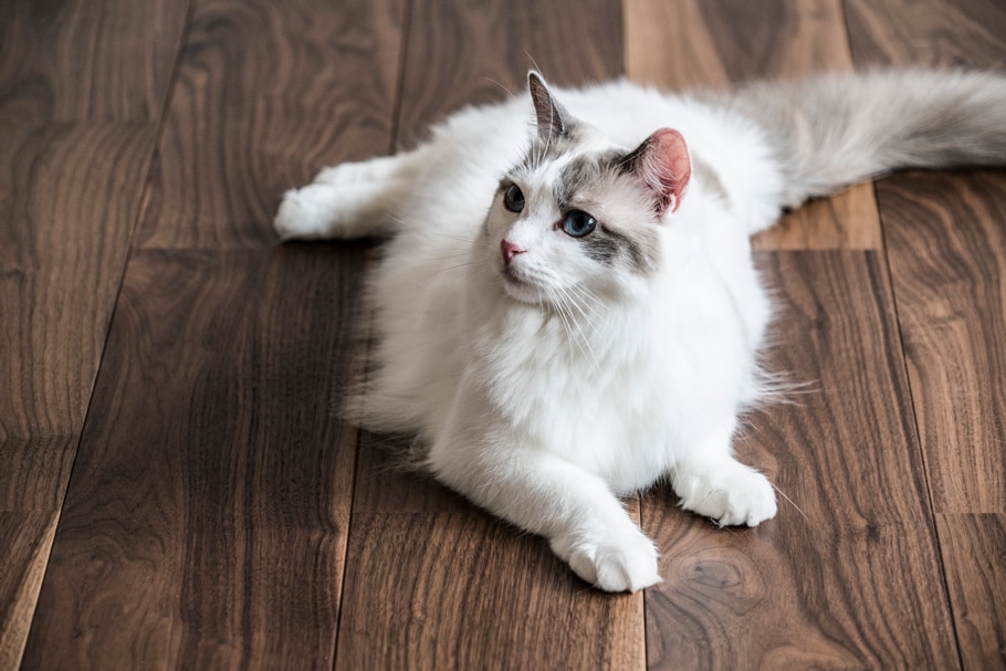 動物,犬,猫,しつけ,飼い方,育て方,病気,健康