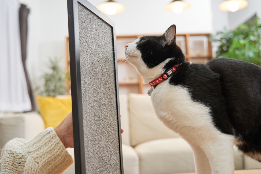 動物,犬,猫,しつけ,飼い方,育て方,病気,健康